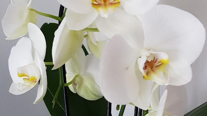 Stéphane Bonafos, Avocat à Perpignan